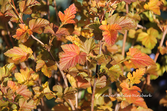 Amber Jubilee Ninebark