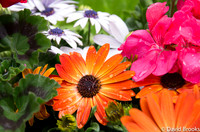 african dasies