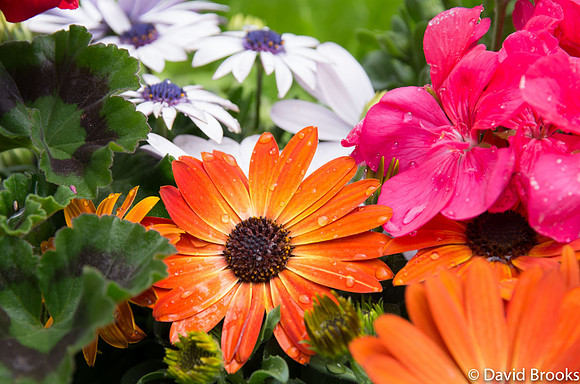 african dasies