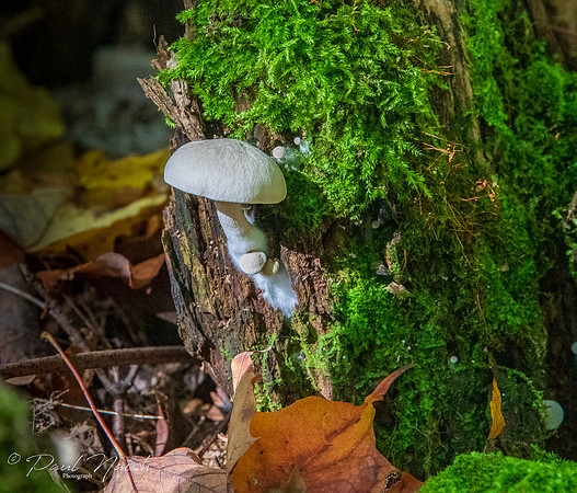 Sponge Mushroom Group