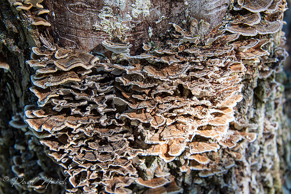 Tooth Fungi Group