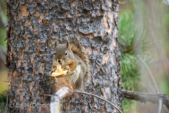 Pacific Red Squirrel