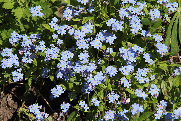 Forget Me Not