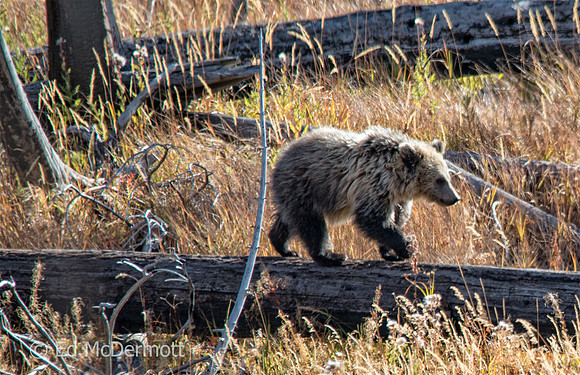 Grizzly Bear Cub