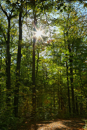 Purple Woods Conservation Area Oct 12/2021