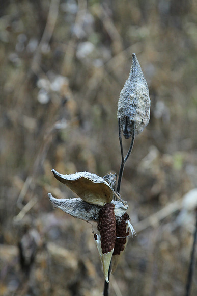 Walker Woods Nov 20/2020