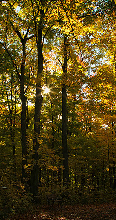 Purple Woods Conservation Area Oct 13/2020