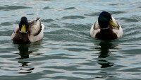 Toronto Islands