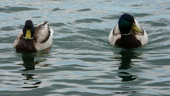 Toronto Islands