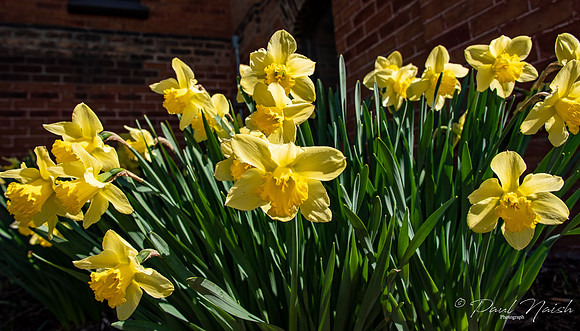Daffodils