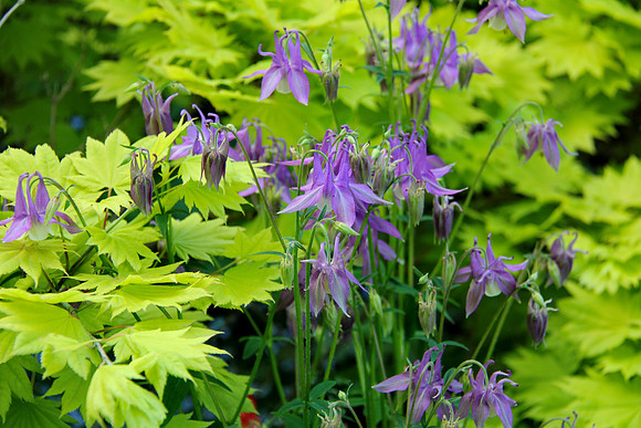 Blue Columbine
