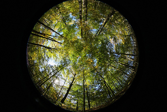 Purple Woods Conservation Area Oct 12/2021