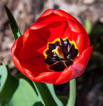 Tulip