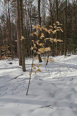 Hollidge Tract (entrance Ninth Line) Feb 10/21
