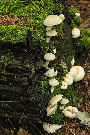 Hollidge Tract Oct 5/21