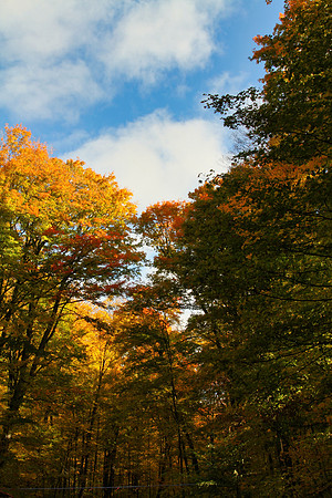 Purple Woods Conservation Area Oct 13/2020