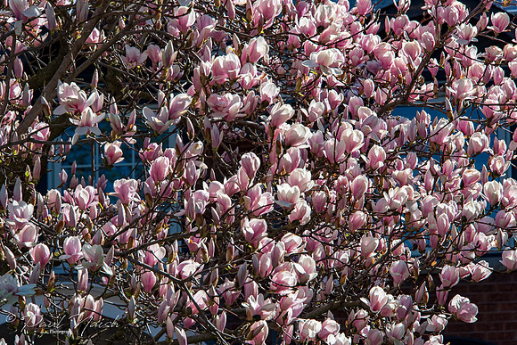 Magnolia Blossums