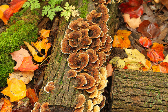Hollidge Tract Oct 5/21