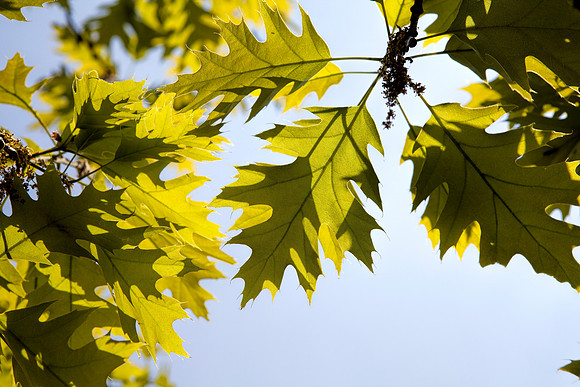 Leaves