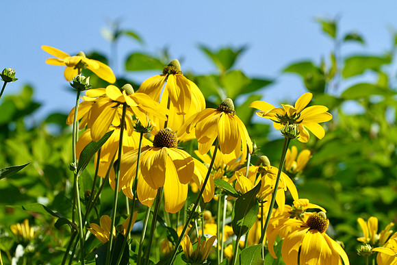 Oshawa Botanical Gardens Aug 2/2021