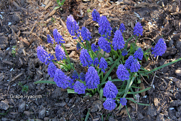 Grape Hyacinth