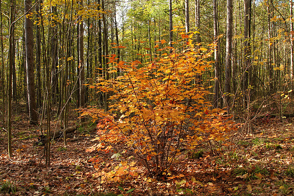 Scout Tract Nov 2/2021