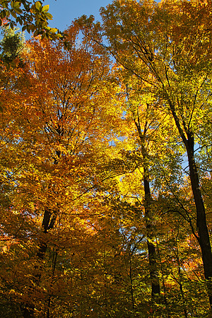Purple Woods Conservation Area Oct 13/2020