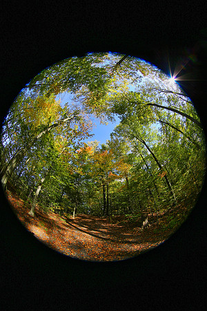Purple Woods Conservation Area Oct 12/2021