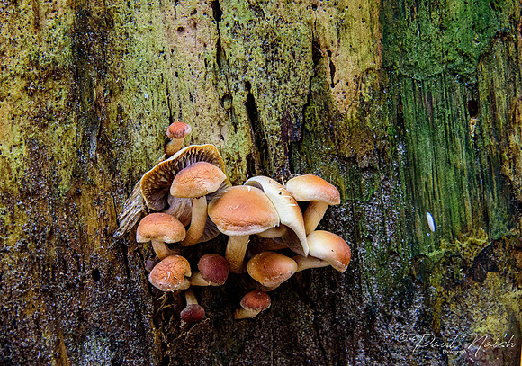 Chestnut Mushoon (Hypholoma lateritium)