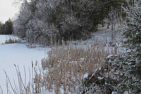 Secord Forest & Wildlife Jan 8/21