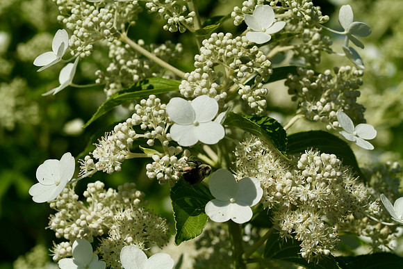 Oshawa Botanical Gardens Aug 2/2021