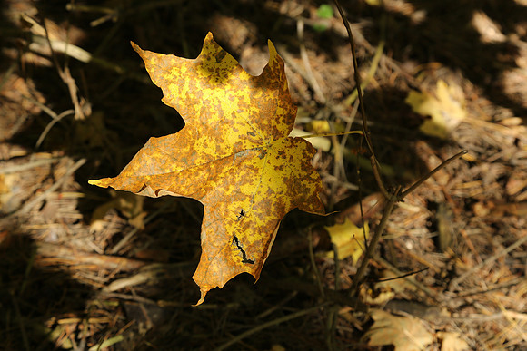 Purple Woods Conservation Area Oct 12/2021