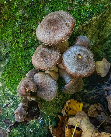 Sponge Mushroom Group