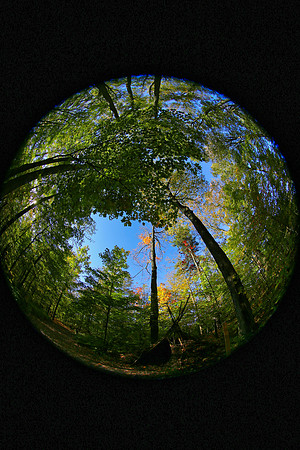Purple Woods Conservation Area Oct 12/2021