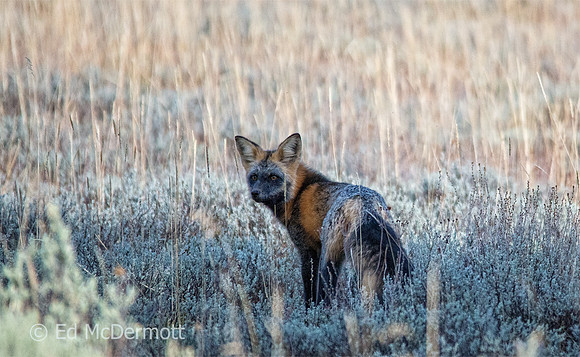 Cross Fox