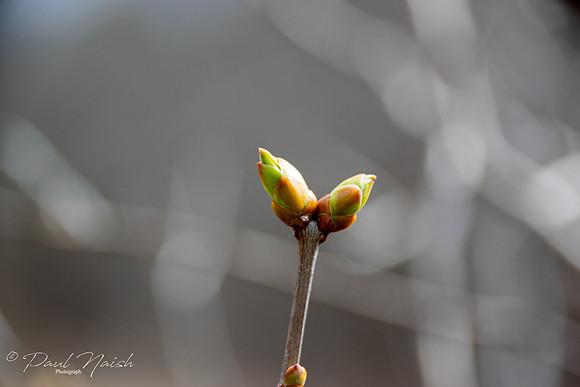 First Tree Bud Seen