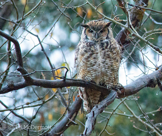 Great Horned Owl