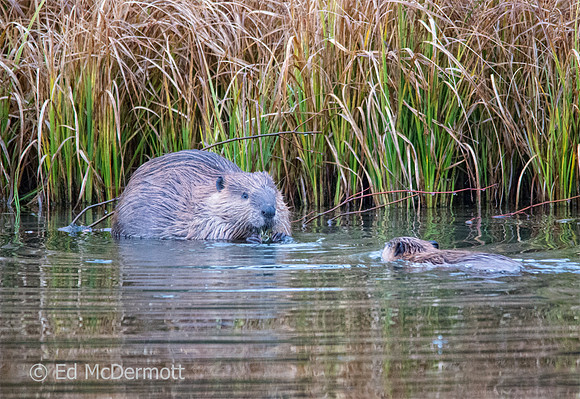 Beaver kit and Mom