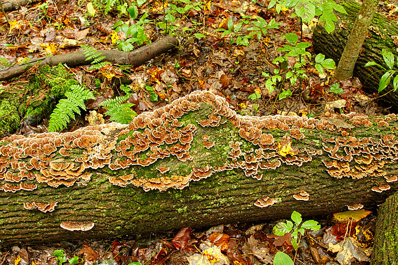 Hollidge Tract Oct 5/21
