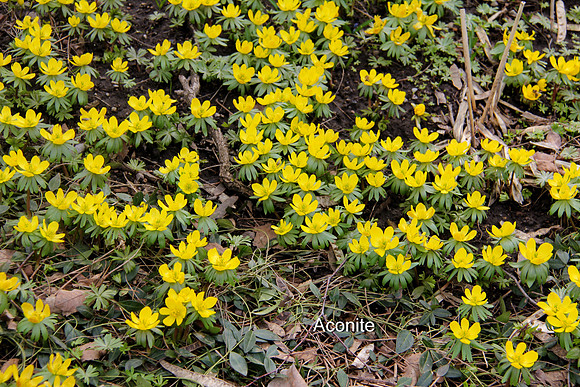 Aconite