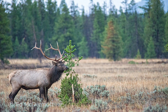 Bull Elk Thrashing a tree!