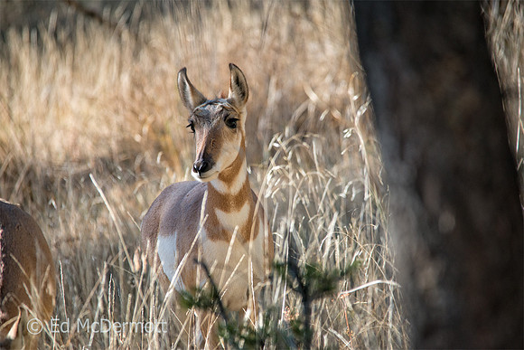 Pronghorn