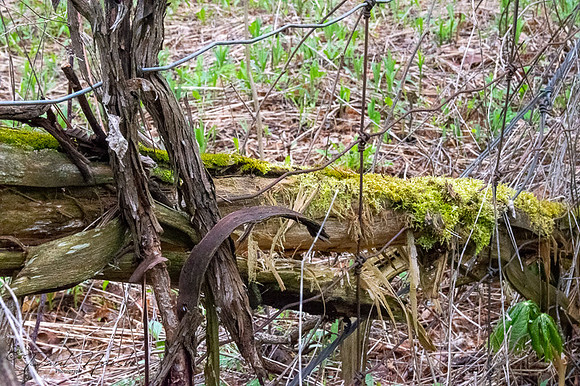 Glen Major Forest