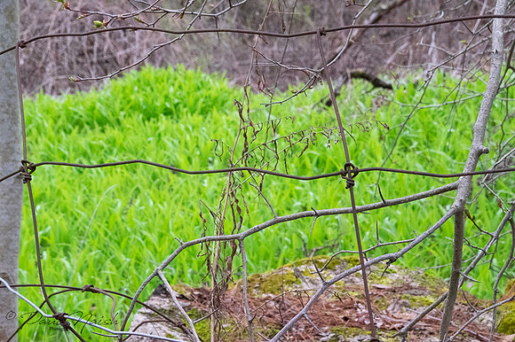 Glen Major Forest