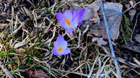 Lawn Crocus