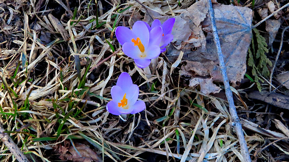 Lawn Crocus