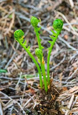 Monarch Trail - East of Reesor