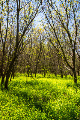Monarch Trail - East of Reesor