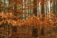 Walker Woods Nov 20/2020