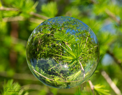 Drysdale Woods